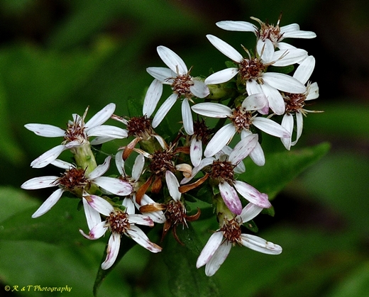 {Sericocarpus asteroides}